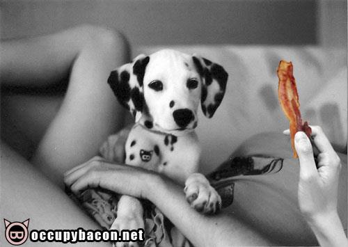 bacon puppy